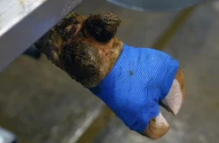Bovi klovbandage, 12 ruller. 6 meter - blå