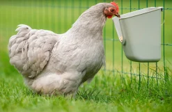 Fodertrug til høns, V-Feedr fra Olba