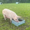 Galvaniseret foder- og vandtrug, 60 liter