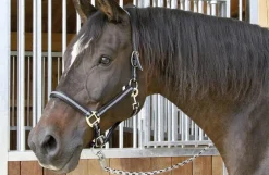 Grime, pony