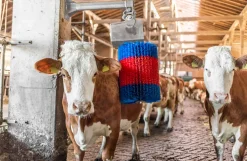 HappyCow kobørste, Midiswing