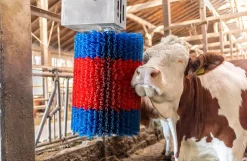HappyCow kobørste, Midiswing