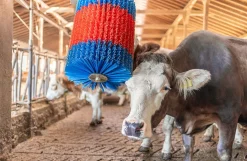 HappyCow kobørste, Midiswing