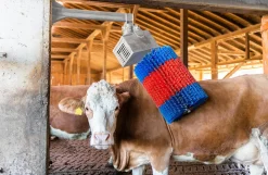 HappyCow kobørste, Midiswing