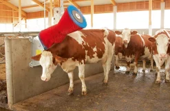 HappyCow kobørste, Uno