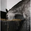 Haybar til ponyer - sort