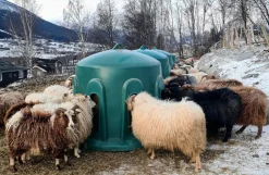 Høklokke til får, 8 ædepladser