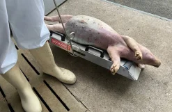 Kadavervogn, Transporker