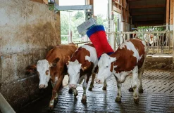 Kobørste, HappyCow Maxiswing