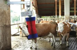 Kobørste, HappyCow Maxiswing