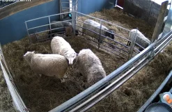 Luda FarmCam Flex 5MP overvågningskamera