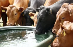 Marktrug 550 liter