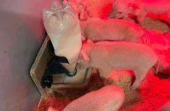 Pig-let starter sæt