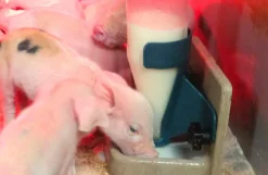 Pig-let starter sæt