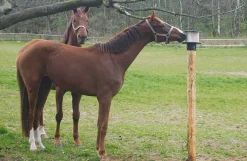 Slikstensholder med låg